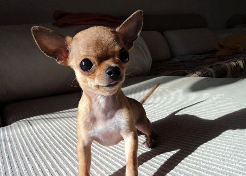 弃养率最高的8种狗,弃养率高的十种狗