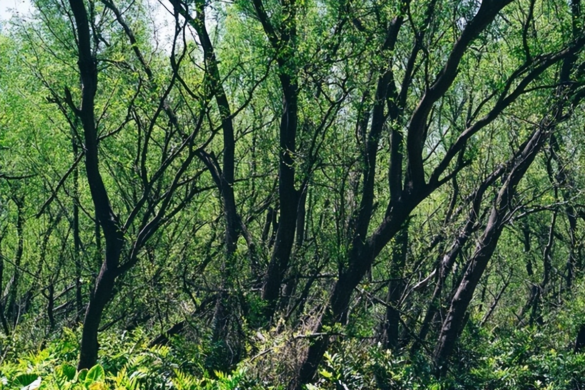 湾区光影魅力,南沙湾区超美风景线