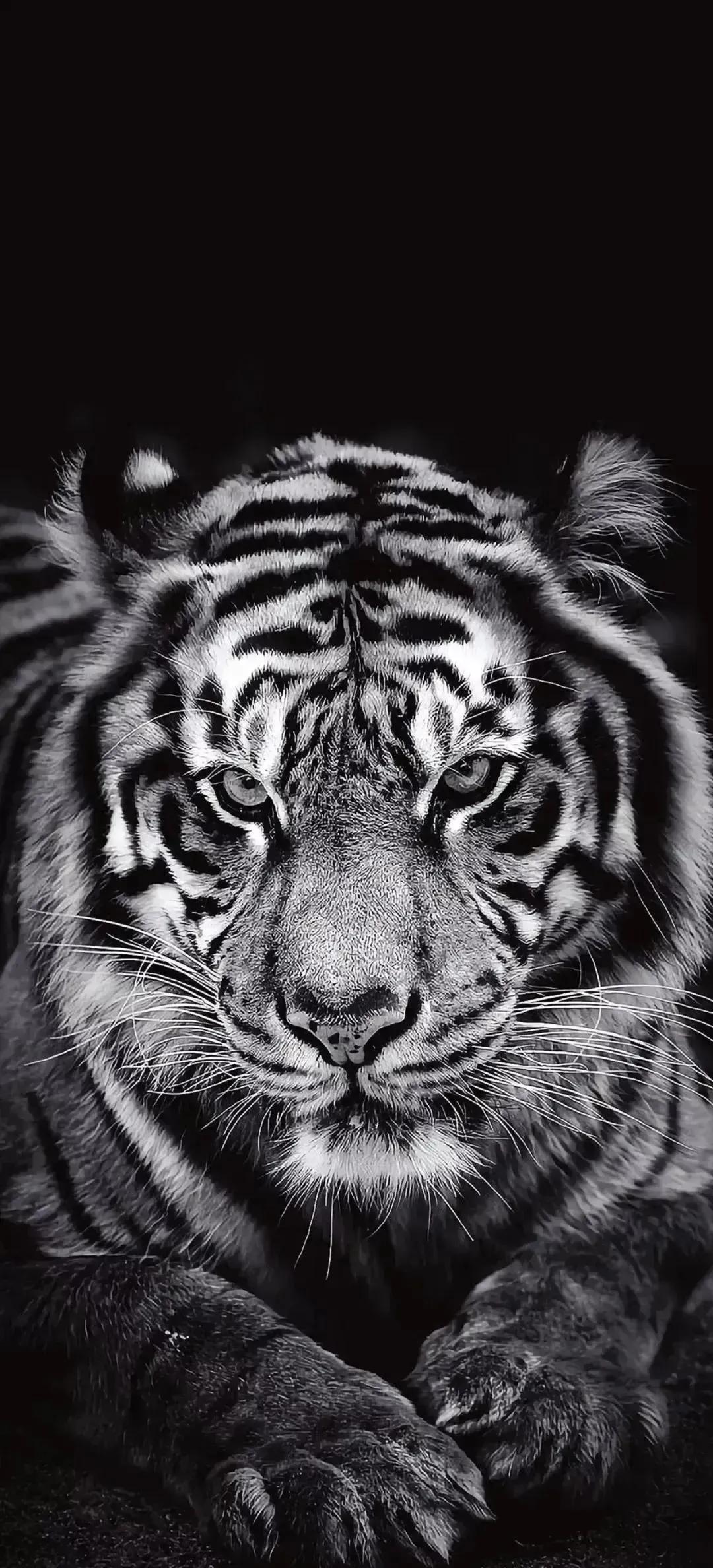 高清壁纸全面屏手机,围棋壁纸高清全面屏