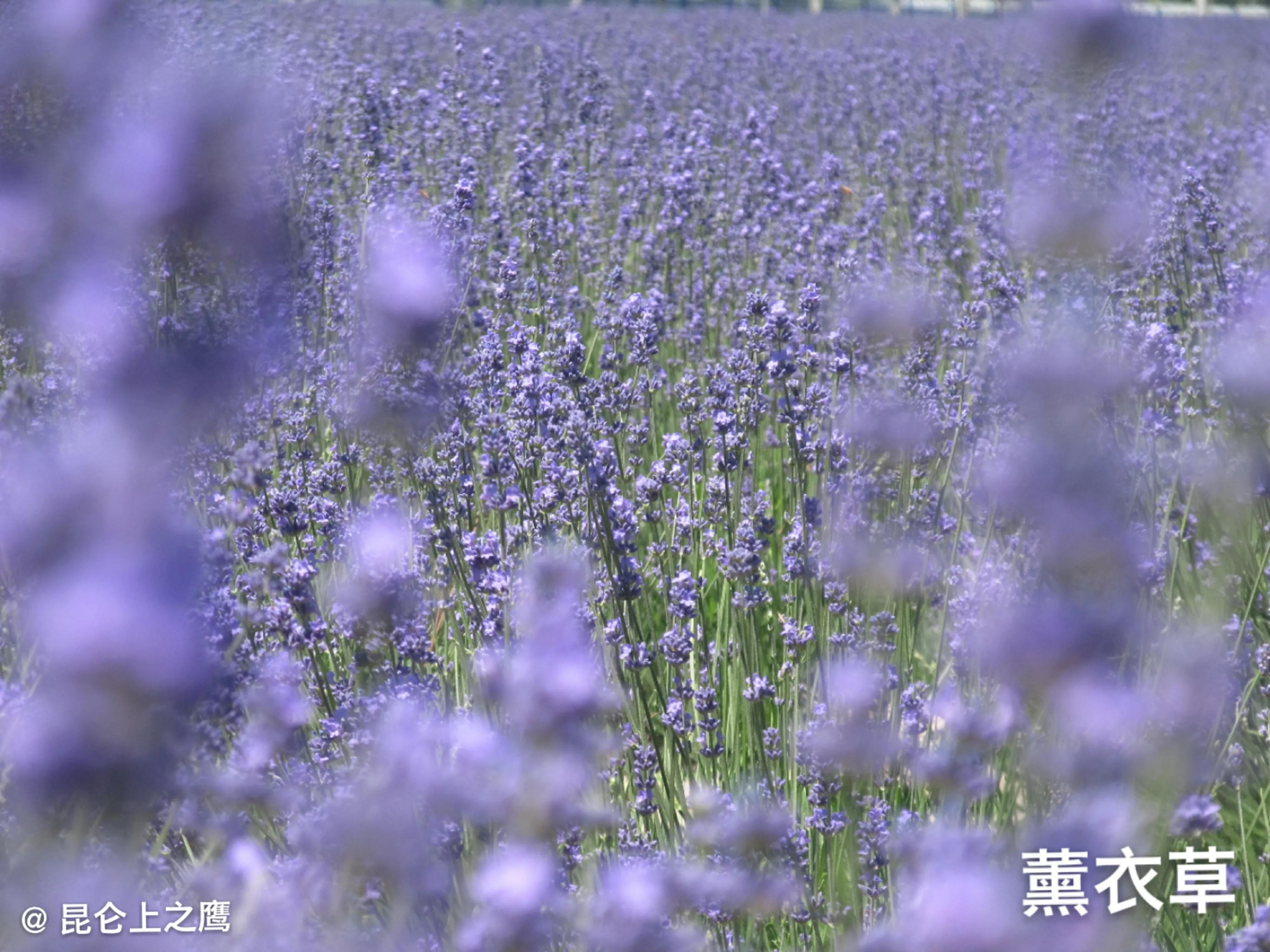 伊犁的薰衣草,伊犁的薰衣草是什么景点