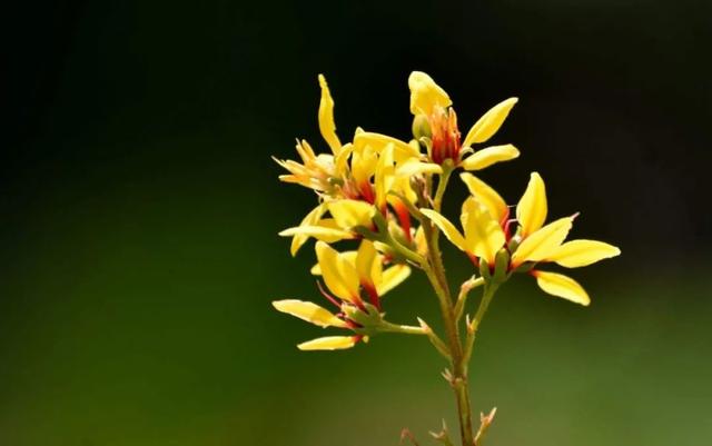 虎字植物,带虎字的花有哪些