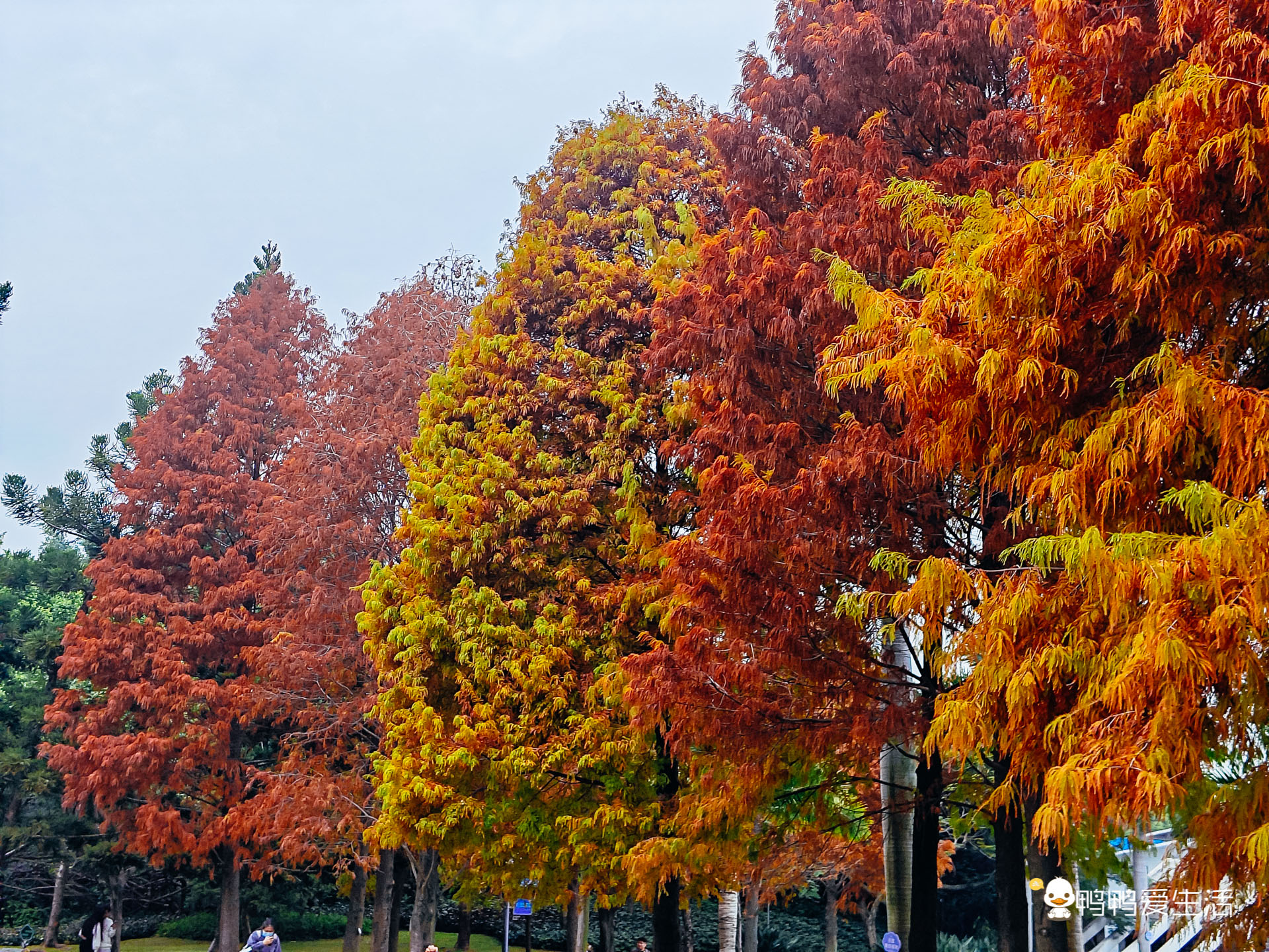 厦门哪里可以看到落羽杉,厦门五缘湾落羽杉