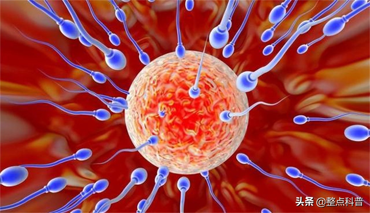 进入女性体内后，没成功“受精”的东西都去哪里了？既好笑又心疼