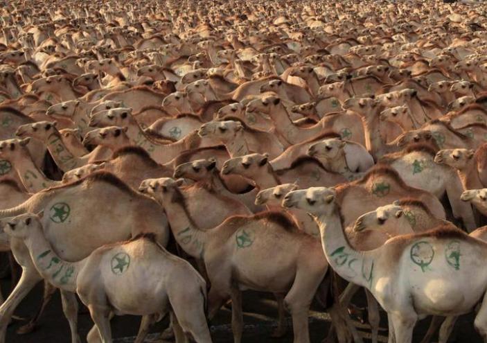 把骆驼卖给阿拉伯人，朋友两年赚出了七套房