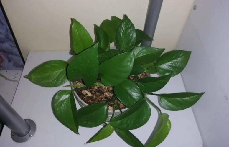 绿萝的养殖方法和注意事项详解,绿萝的养殖方法与注意事项图片