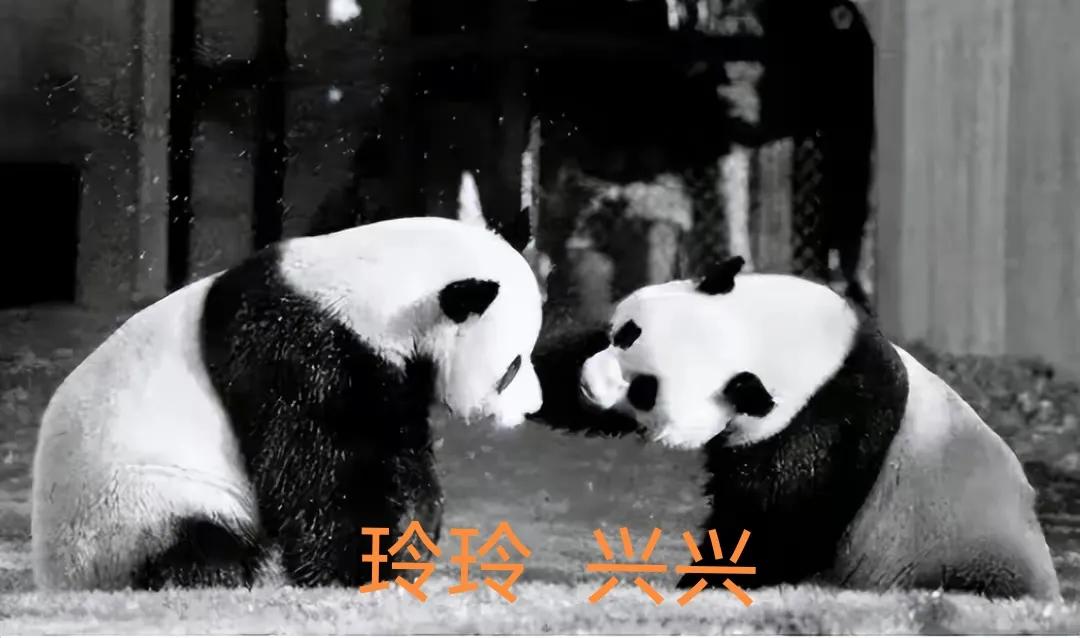 什么时候开始熊猫外交的,熊猫外交的发展历程