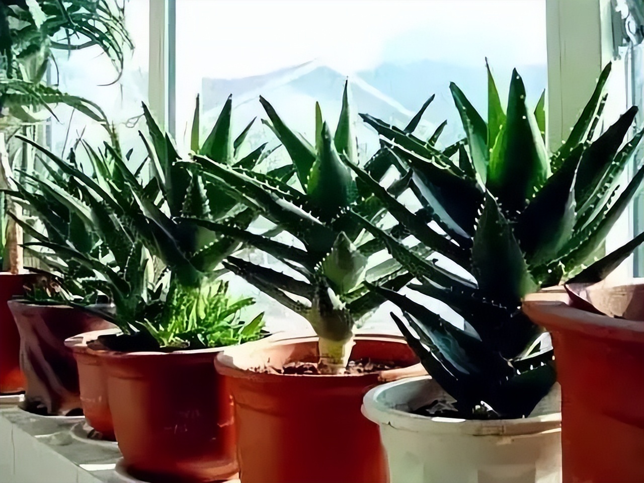 极度耐阴常绿10种花,6种花特别耐阴