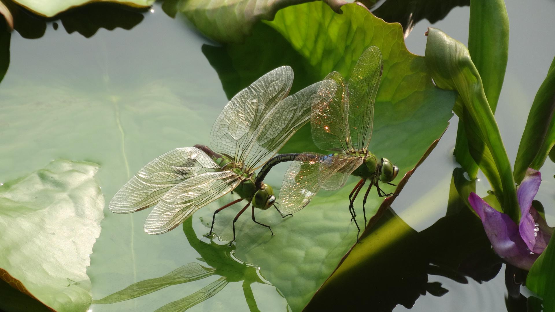 薄翅蜻蜓不足1克重，却能飞行6400公里，打破生命极限值