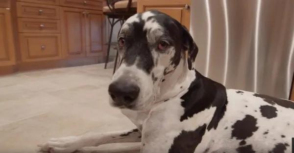 世界上体型最大的狗前5排行榜,世界上最贵的狗第一名排行榜