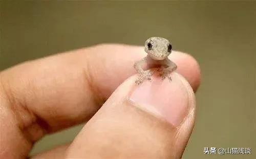 壁虎属于五毒吗,壁虎在家里是什么征兆怎么赶走它