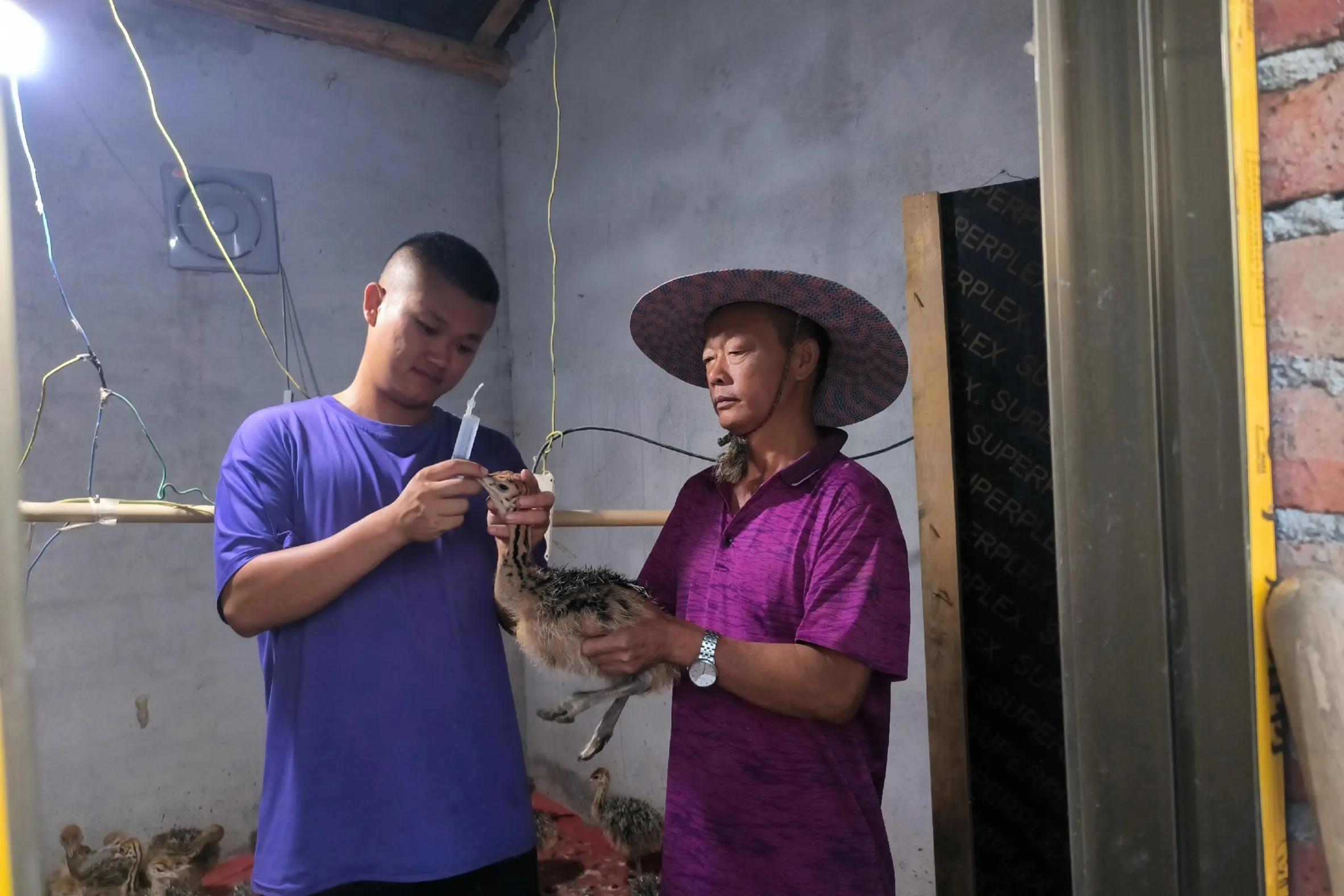 农村大学生返乡养殖鸵鸟,资中80后小伙返乡创业养鸵鸟