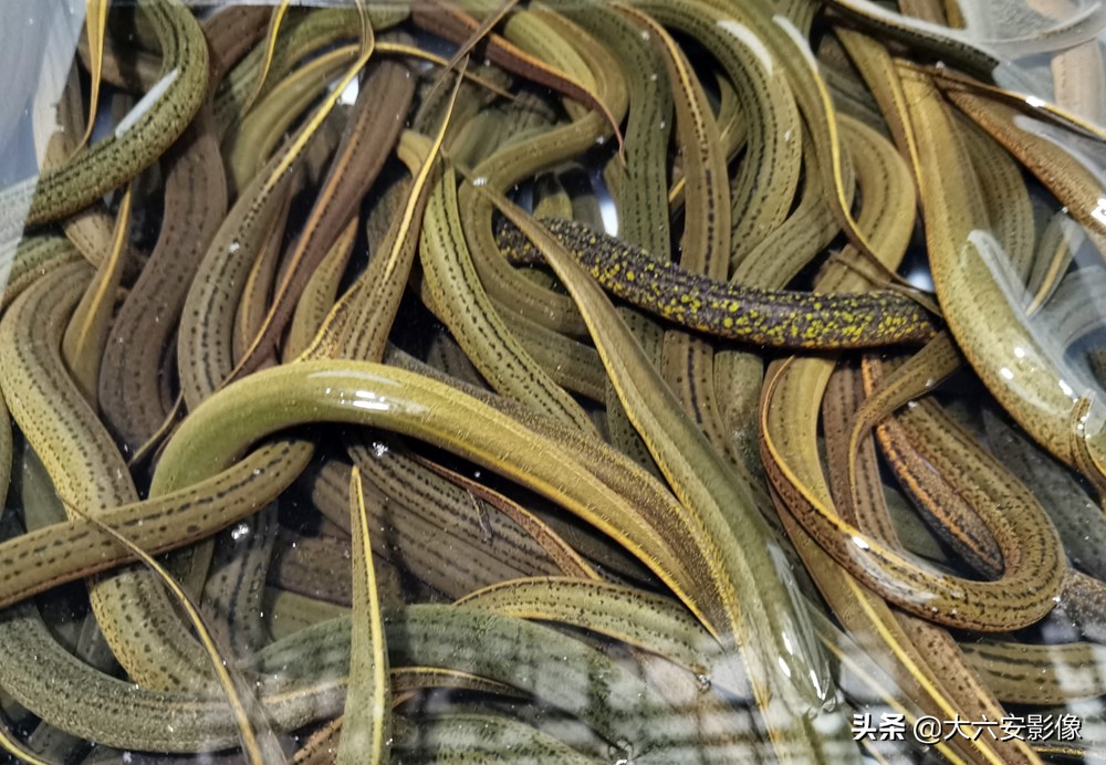 六安洞庭湖甲鱼,六安纯野生甲鱼