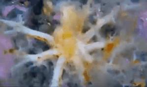 未解之谜深海巨蟒多大,海洋巨蟒真实图片大全