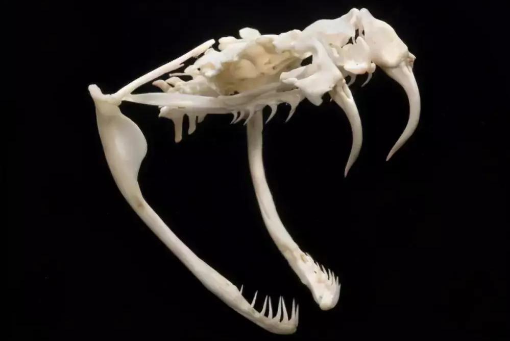 毒蛇出没之处必有解药,毒蛇出没七步之内真有解药吗