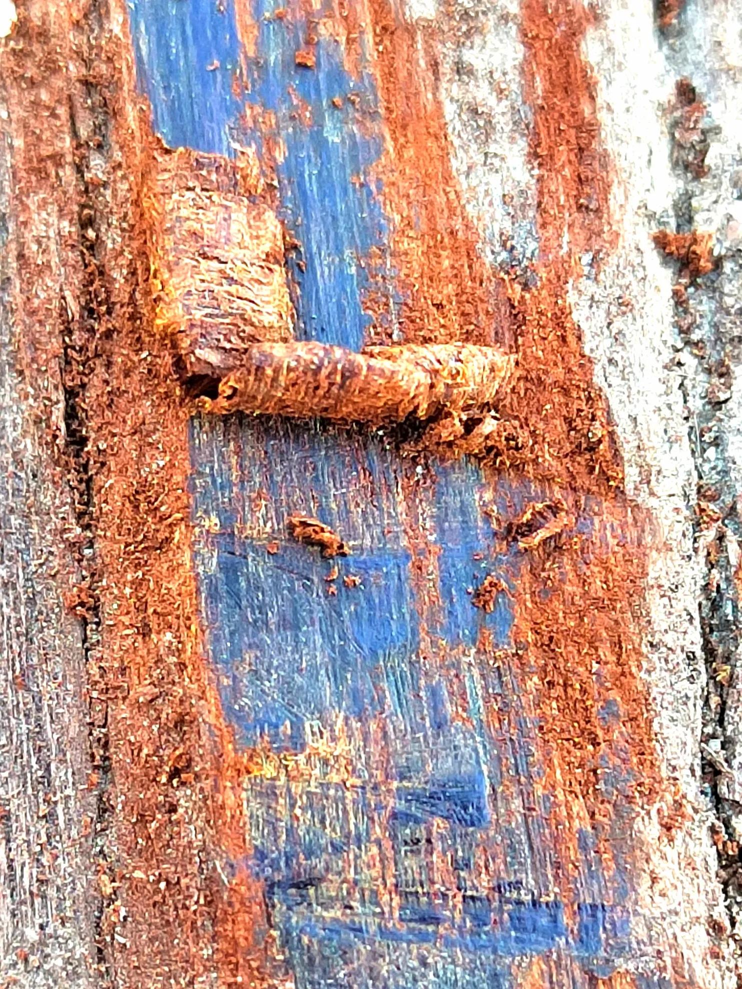 白奇楠莺歌绿奇楠黑奇楠哪个好,黑奇楠和白奇楠沉香哪个好