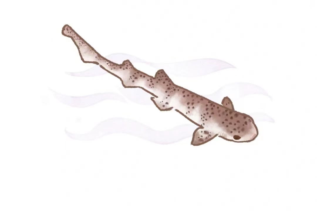 虎鲨孵化全过程,梅花鲨产卵还是产仔