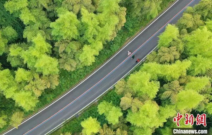 一根竹子打造一万亿产业 (一根小竹子做出大产业)