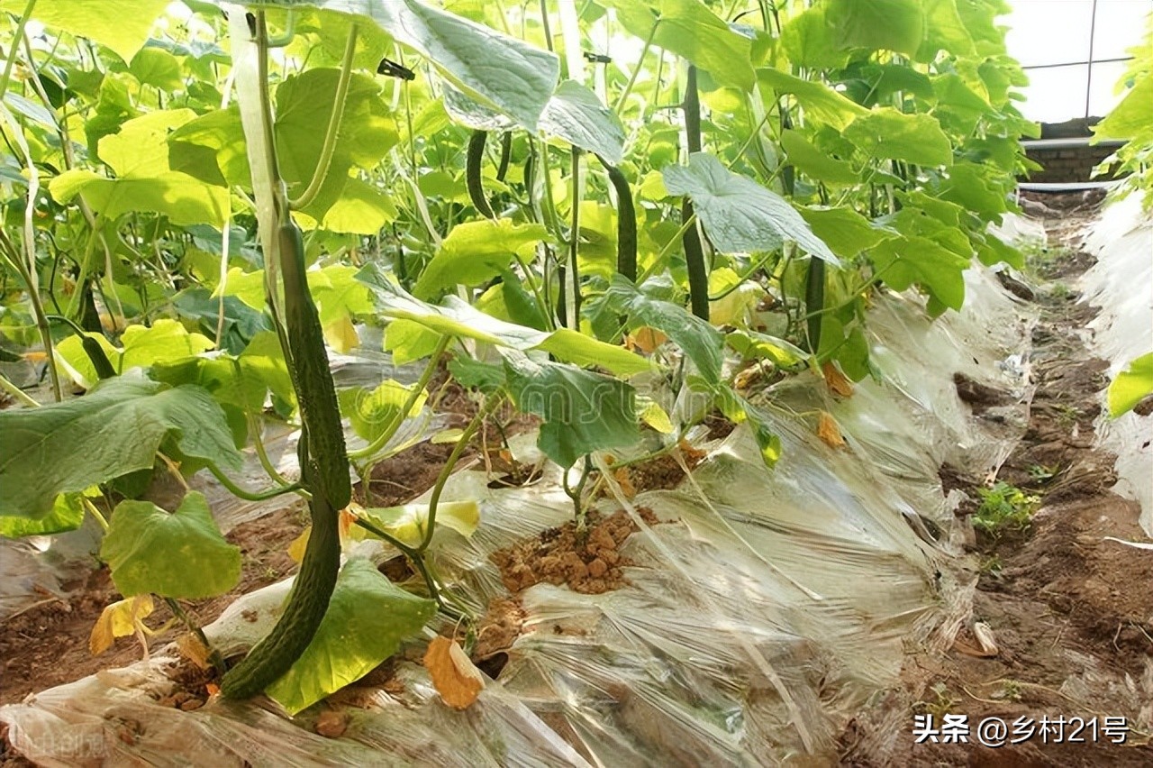 黄瓜丝瓜虫害用药,黄瓜丝瓜苗长虫怎么办