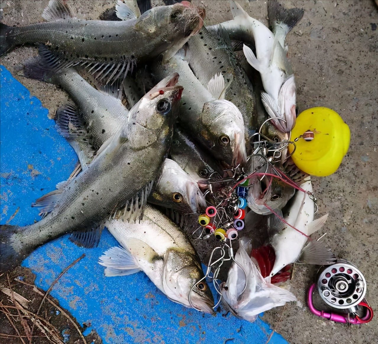 鲈鱼泛滥成灾怎么办,江苏野钓淡水鲈鱼