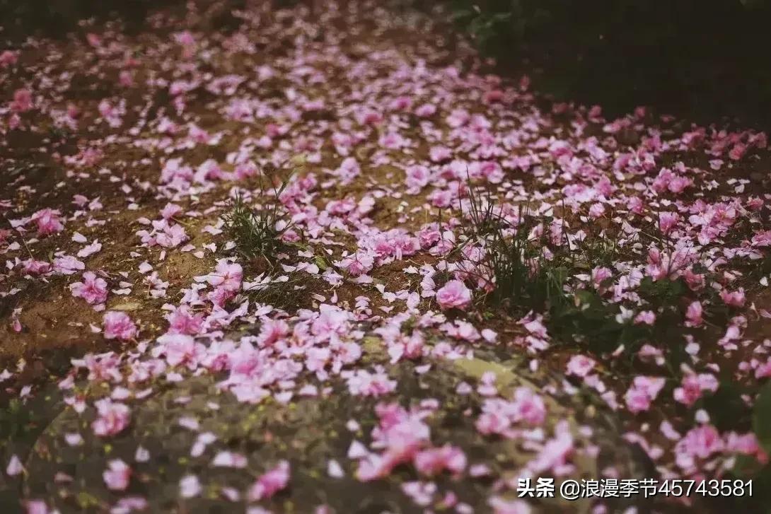 最美人间四月天散文,最美人间四月天的散文