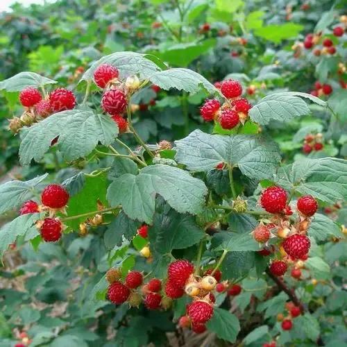 人生苦短生活不易看淡看开,人生不易岁月苦短这就是生活