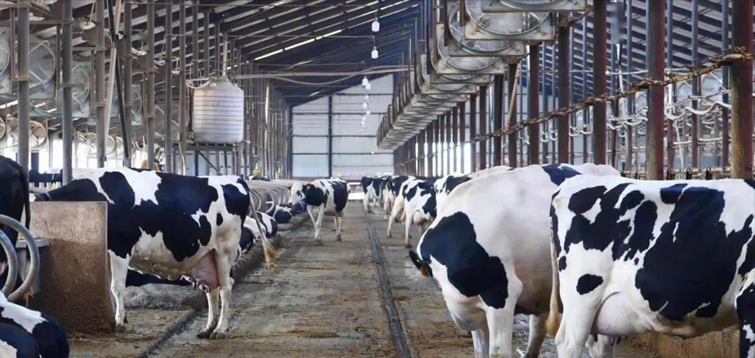 奶牛养殖场建设的标准是,奶牛养殖小区管理