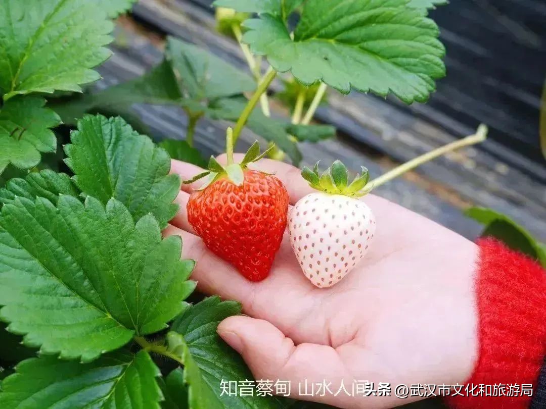 又红又大的草莓欢迎采摘,最近的草莓采摘在哪里