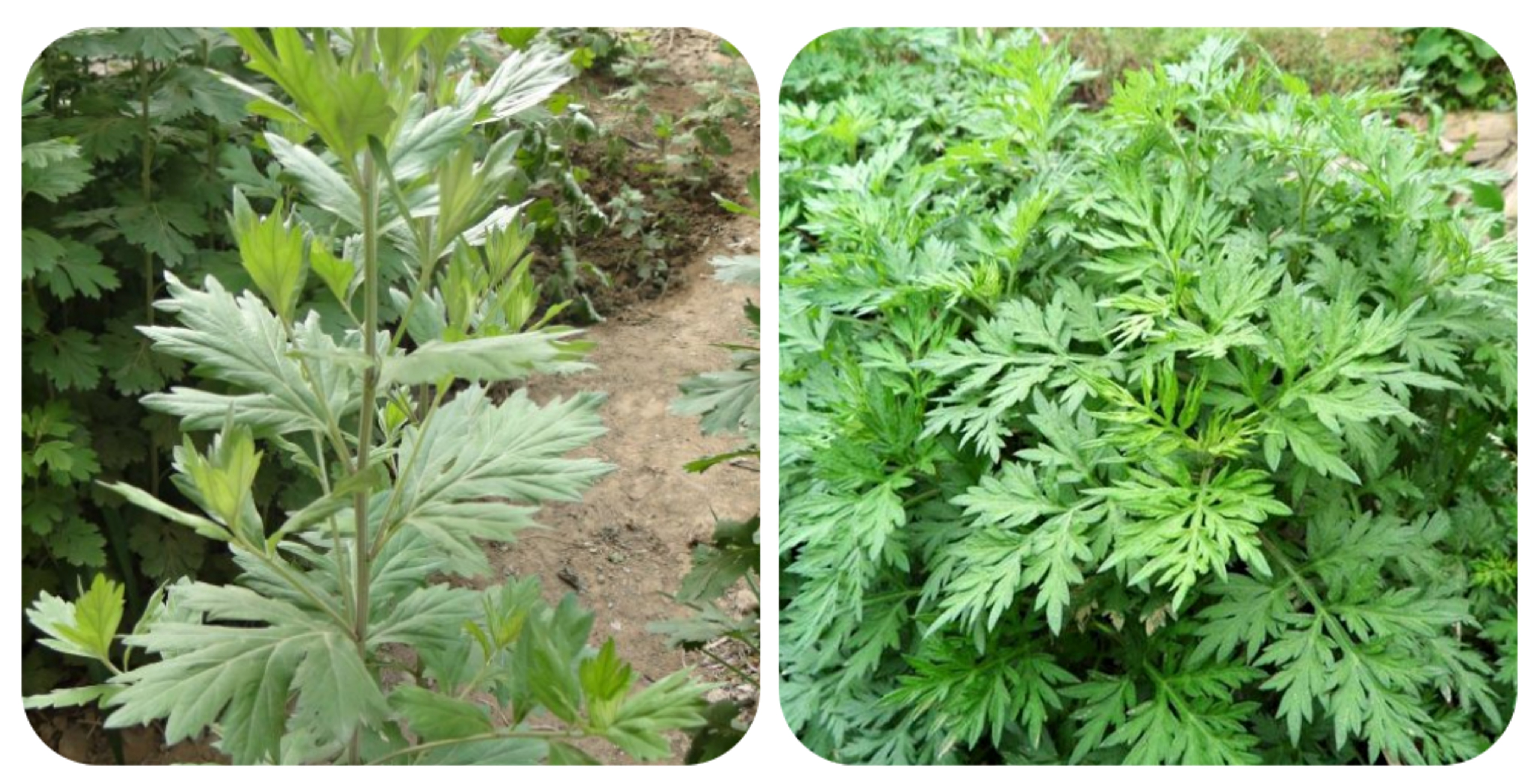 100种野菜大全图解,认识100种野菜视频大全完整版