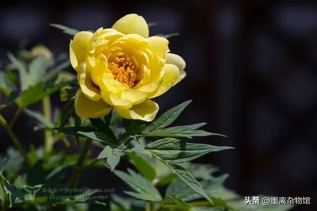 国花牡丹的历史起源,中国国花为啥是牡丹