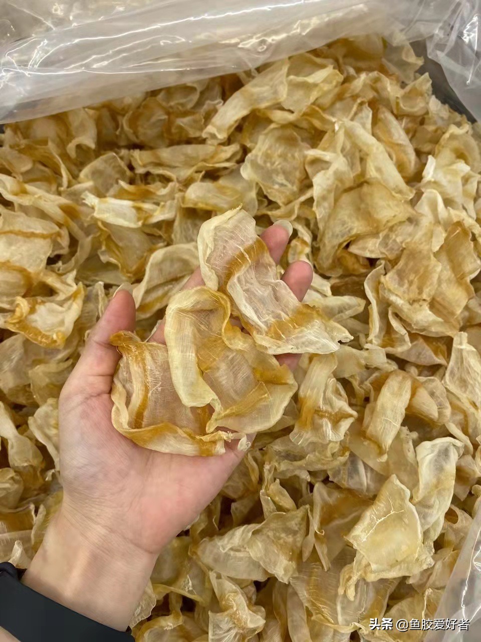 收藏版：全网最全的鱼胶品种，鱼胶品种这么多，你都认识吗？