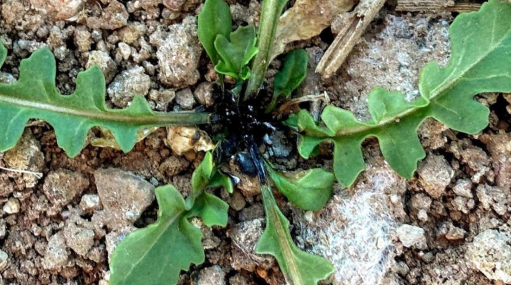 国外小伙自制高性能无人机,激光除草机器人