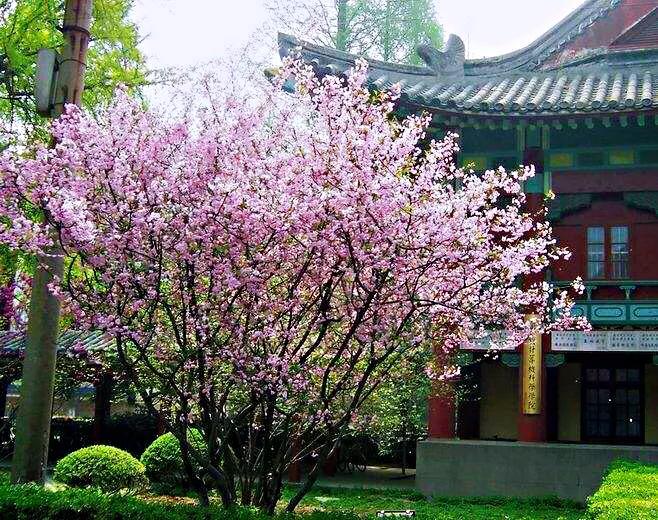 垂丝海棠与垂丝樱花的区别,垂丝海棠的垂丝是哪个部分