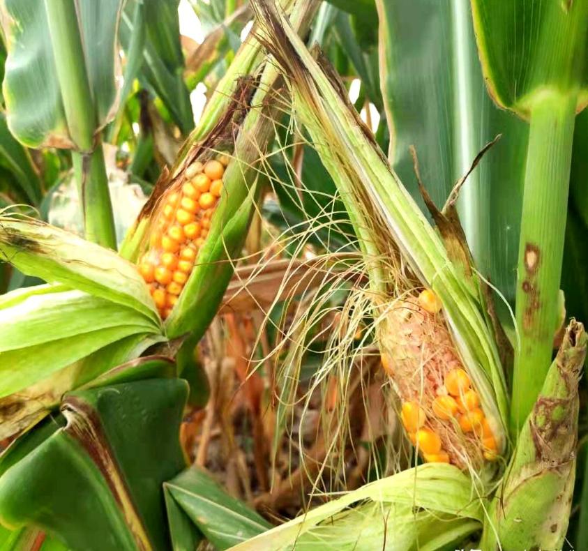 玉米种子真的涨价了吗,卖玉米种子一袋能赚多少钱