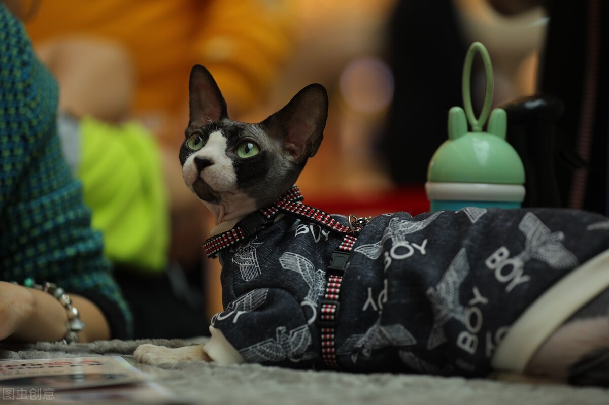 猫咪怎么选择公猫的,猫宠指南新手养什么猫