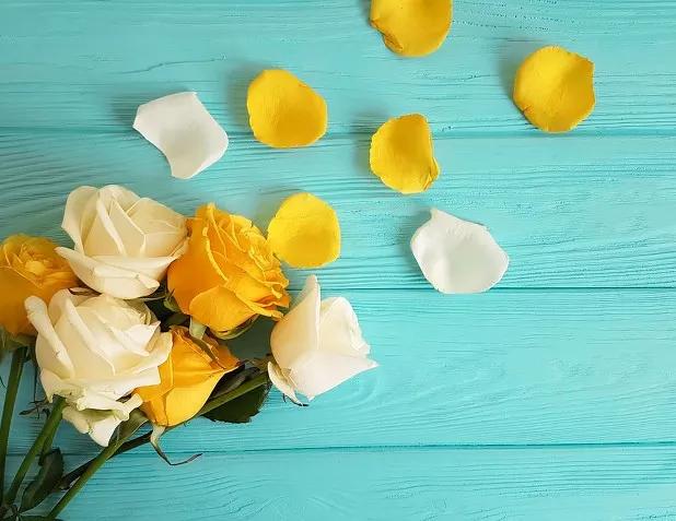 黄玫瑰代表什么含义,黄玫瑰歌曲