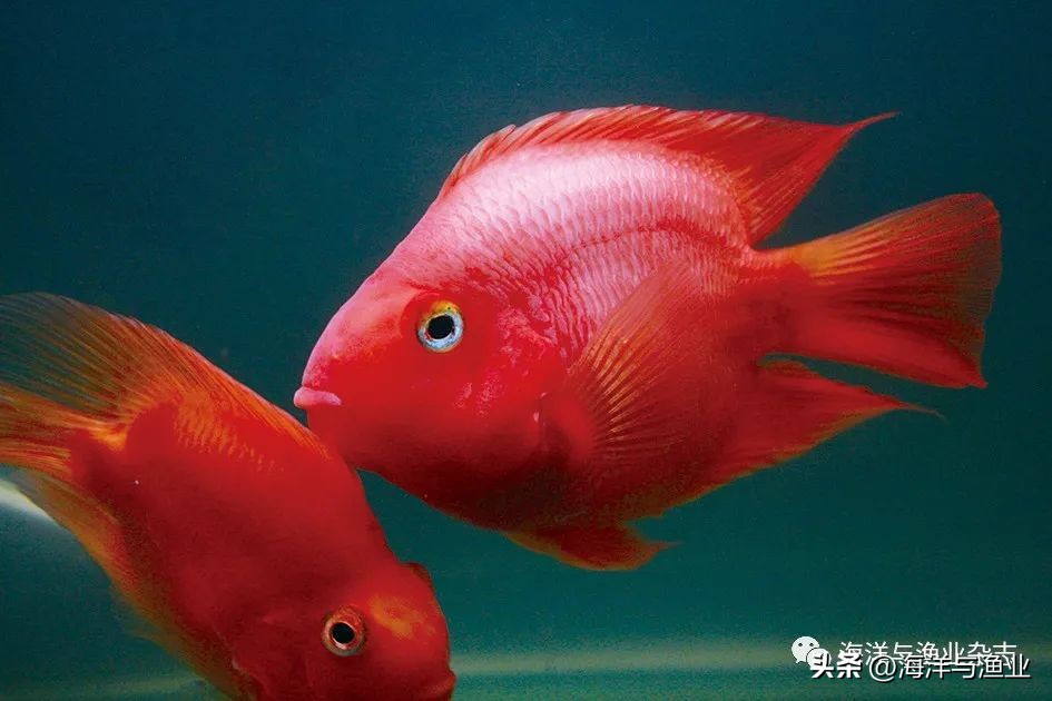 拒绝“躺平”!江门海豚水族:“内外兼修”国内外市场齐耕耘,线上鱼粮销量涨