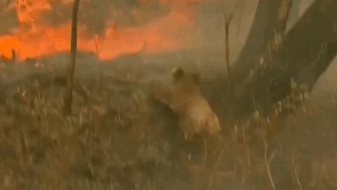 极端高温怎么解决啊,极端温度灾害主要有