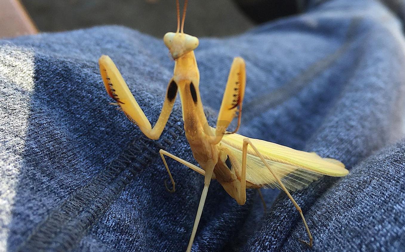 母螳螂一交配，就会吃自己的“丈夫”，难道不怕公螳螂反抗？