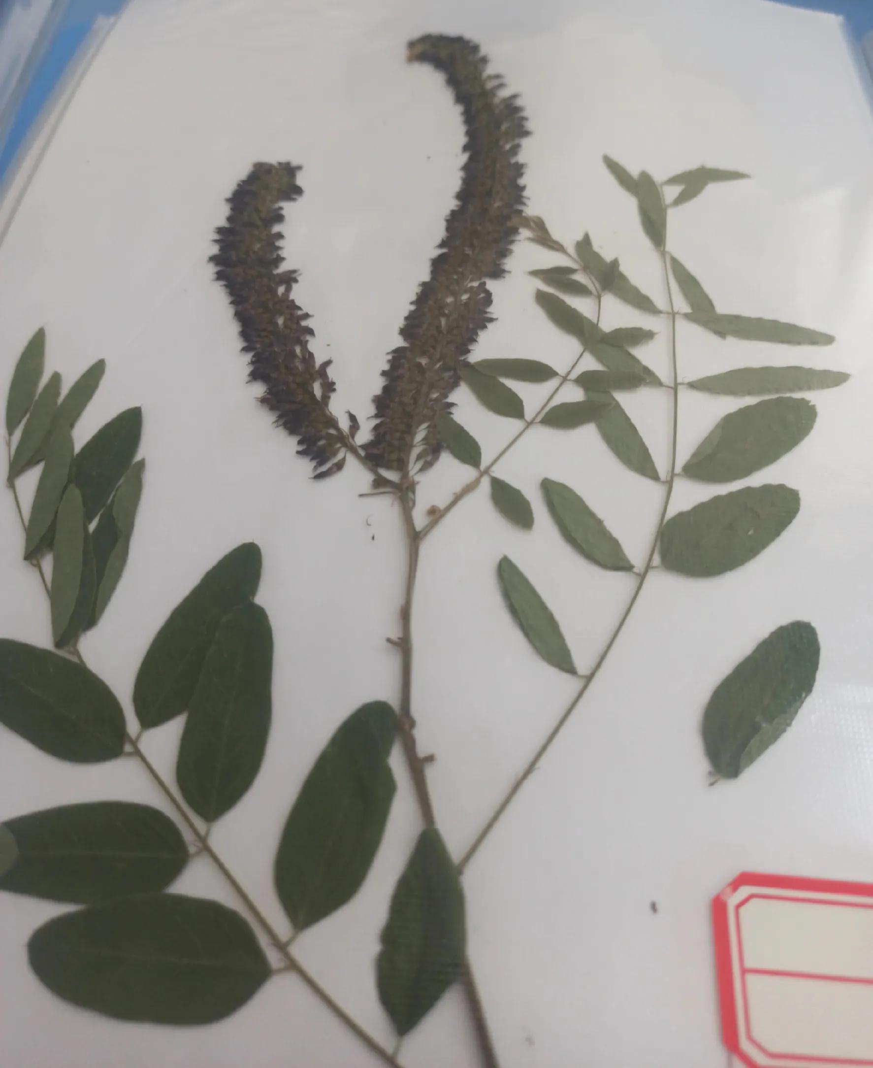 植物标本简单记录,常见却不普通的植物标本