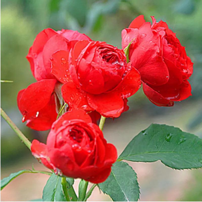 玫瑰花漂亮的图片,分享一个漂亮的玫瑰花图片