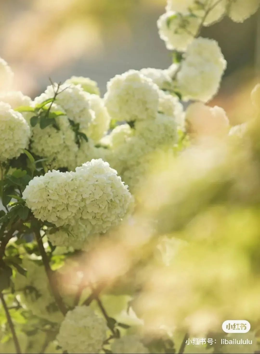 绣球花养护知识,夏天未开花的绣球10月怎么养护