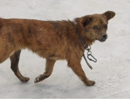 被狗追咬时应该怎么办呢？这几招能保障生命安全，一定教会孩子！