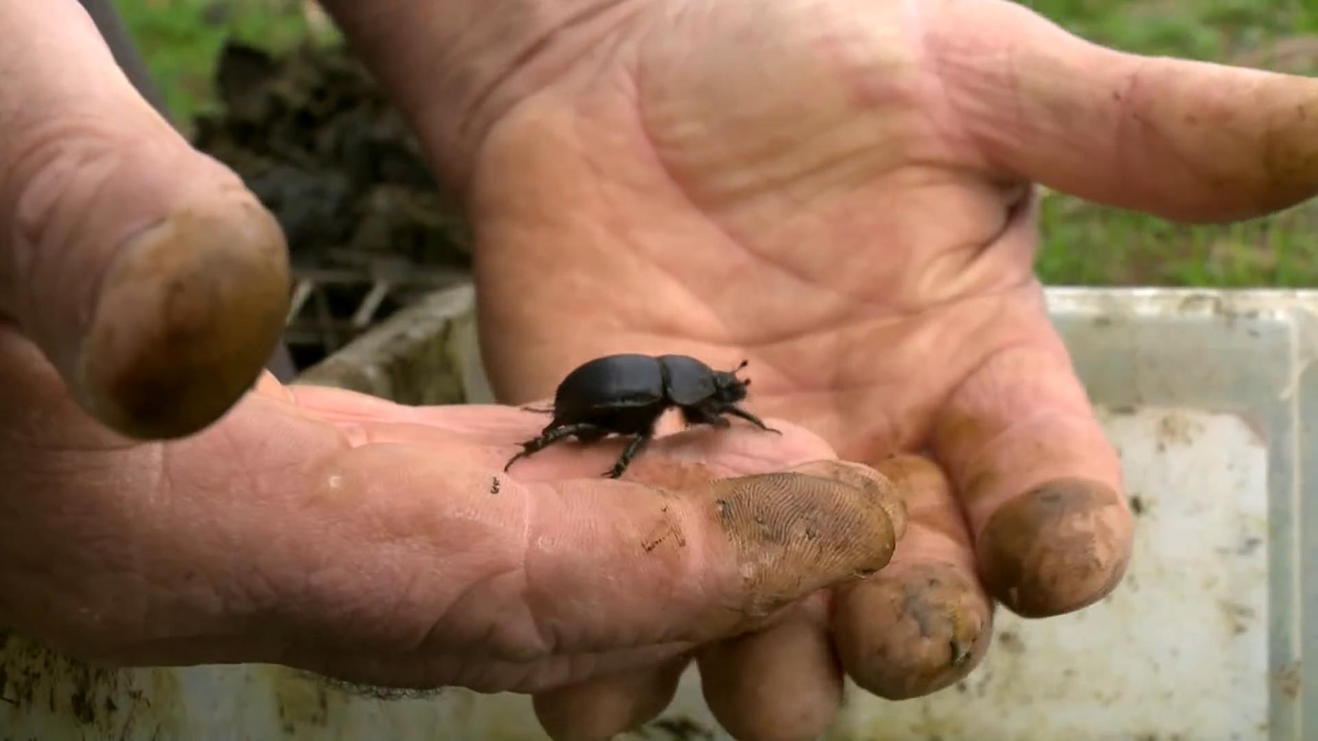 澳洲为什么进口屎壳郎,外国大量收购屎壳郎