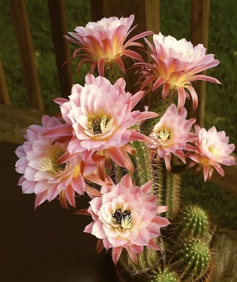 200种·仙人球开花图鉴，大开眼界，美到爆