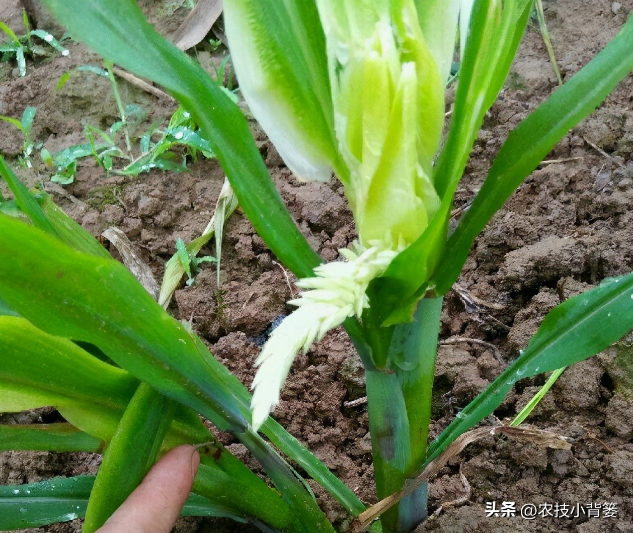 粗缩病玉米叶鞘症状图片,玉米粗缩病什么时间防控最合适