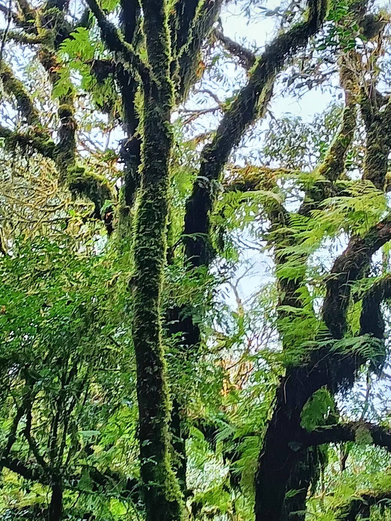 哀牢山金山垭口观景台,哀牢山茶马古道和金山栈道