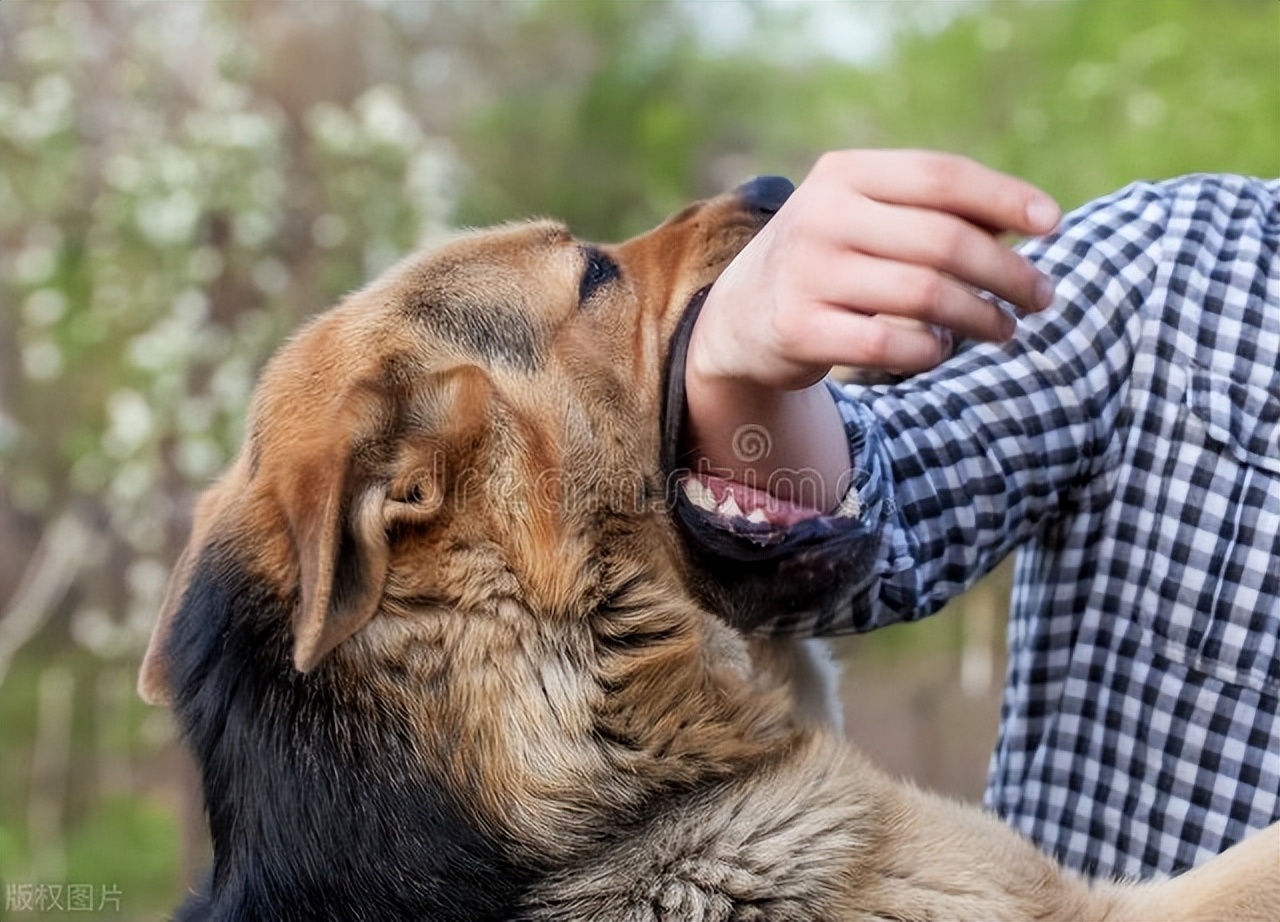 流浪猫咪没被咬过会得狂犬病吗,被小流浪猫咬得狂犬病的几率大吗