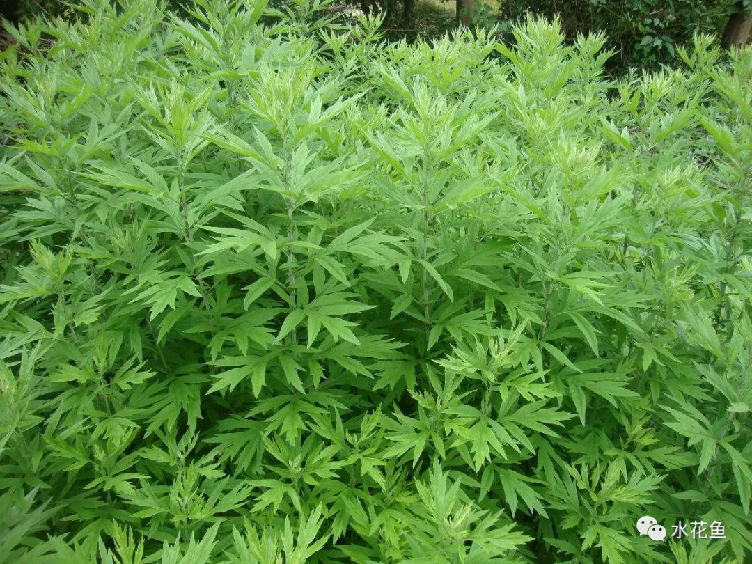 12种水产病害防治,你对水产动物病害的初步认识