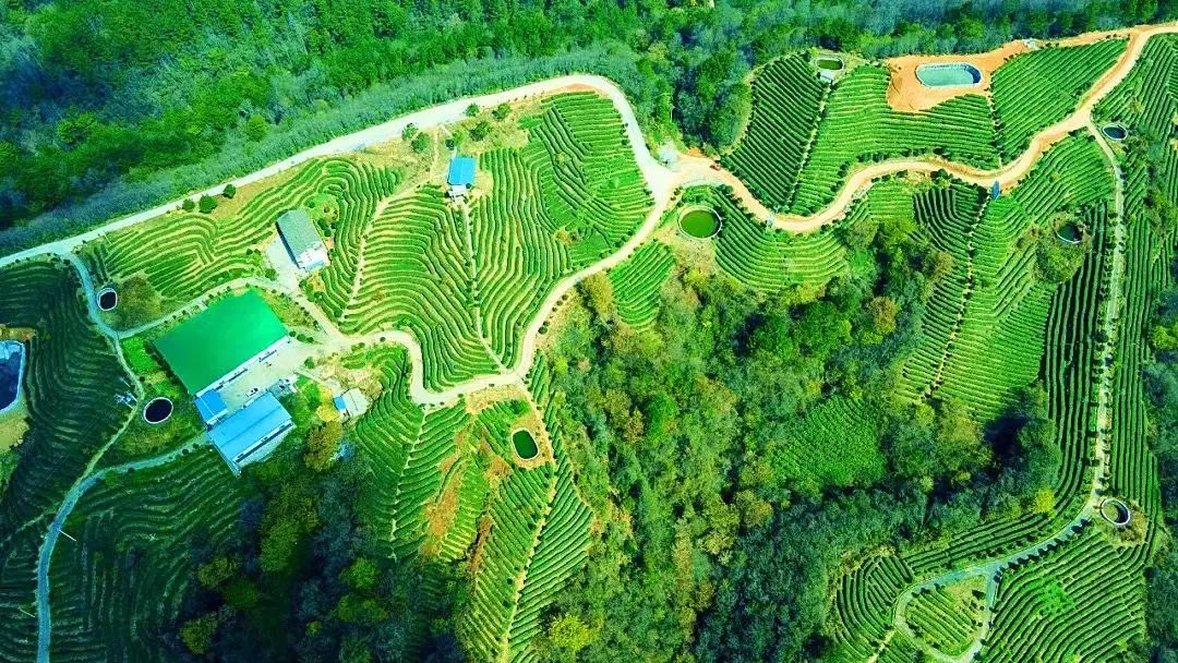 旺苍绿谷古道茶乡,旺苍千年古茶之乡