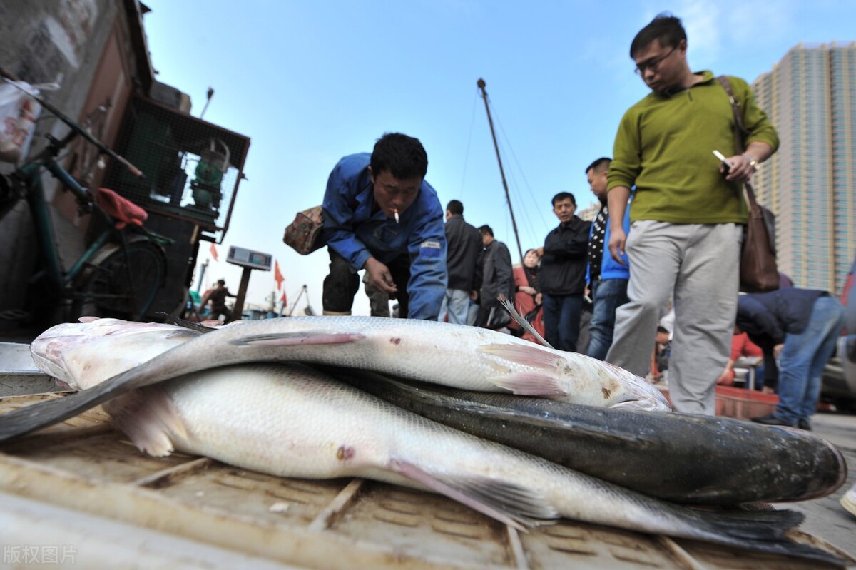 鲈鱼泛滥成灾怎么办,江苏野钓淡水鲈鱼